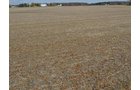 Property photo 14 - 75.3 Acres Offered in 2 Tracts